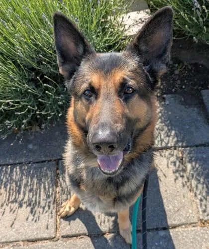 An adult large-sized male German Shepherd Dog dog named Saint for adoption in Seattle, WA