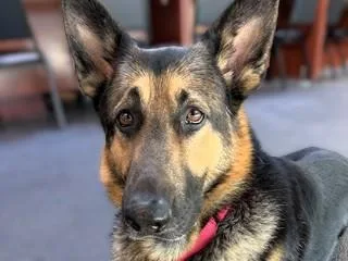 An adult large-sized male German Shepherd Dog dog named Saint for adoption in Seattle, WA