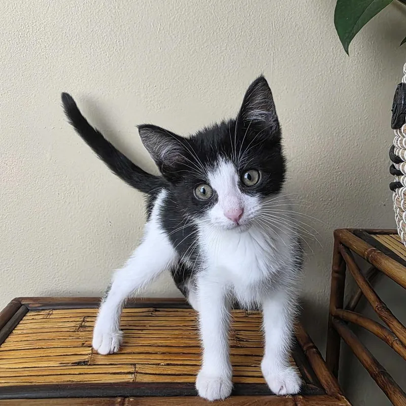A baby small-sized female Black Domestic Short Hair cat named Princess Peach for adoption in Milan, IL