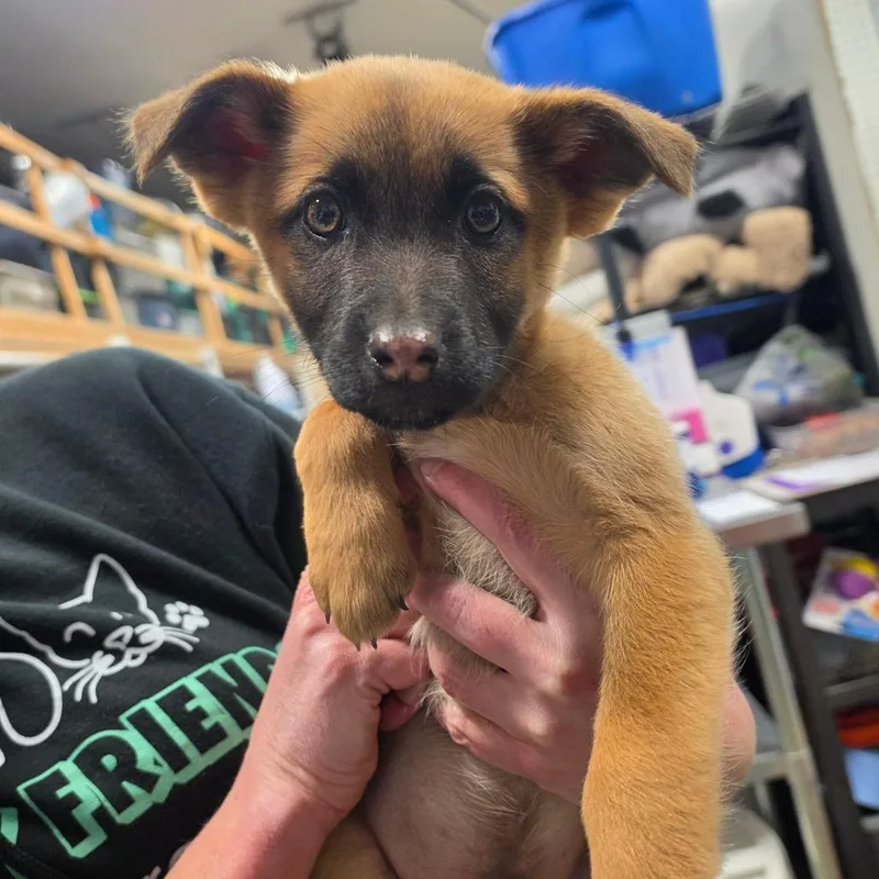 A baby small-sized male Yellow / Tan / Blond / Fawn Mixed Breed dog named Odin for adoption in Bismarck, ND
