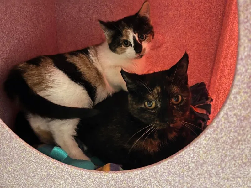 An adult medium-sized female Domestic Short Hair cat named Naples for adoption in Windsor, CT