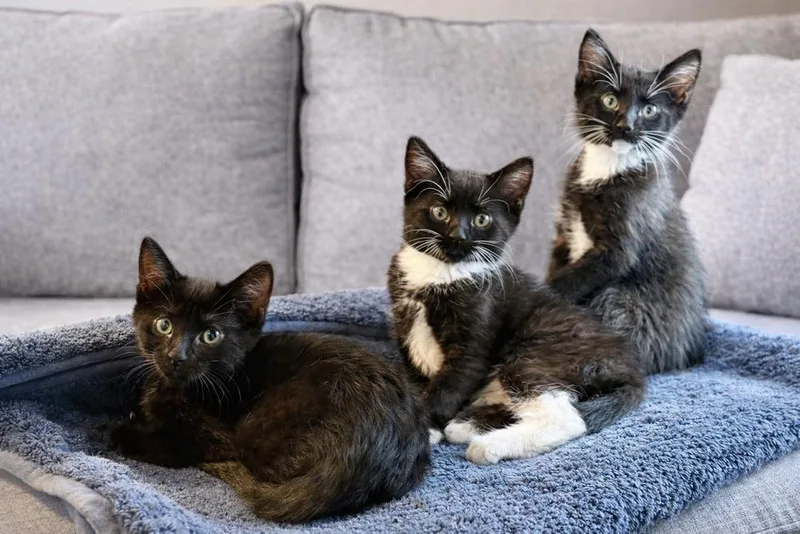 Dr. Pepper thumbnail 4