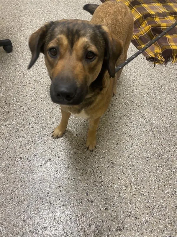 An adult large-sized female Mixed Breed dog named Tater Tot for adoption in Vancouver, WA