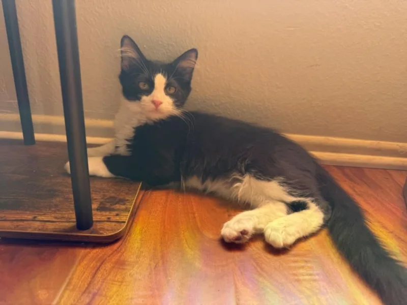 A baby small-sized male Domestic Short Hair cat named Bruno for adoption in Burbank, CA