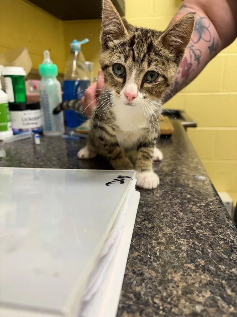 A baby small-sized male Domestic Short Hair cat named Oliver for adoption in Crossville, TN