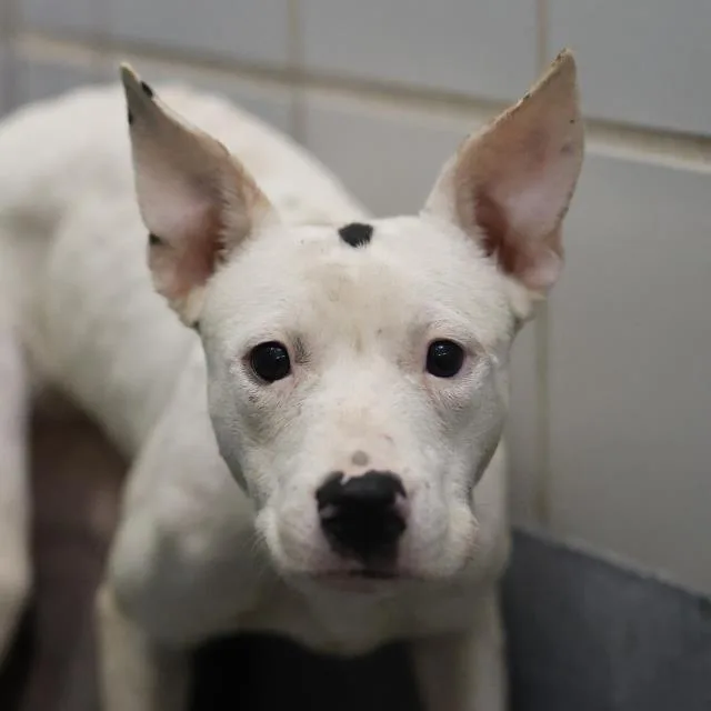 A young medium-sized female American Staffordshire Terrier dog named Tallulah for adoption in San Antonio, TX