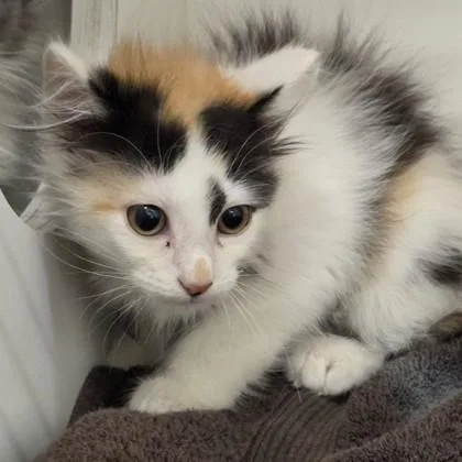 A baby small-sized female Domestic Medium Hair cat named Ash for adoption in Voorhees, NJ