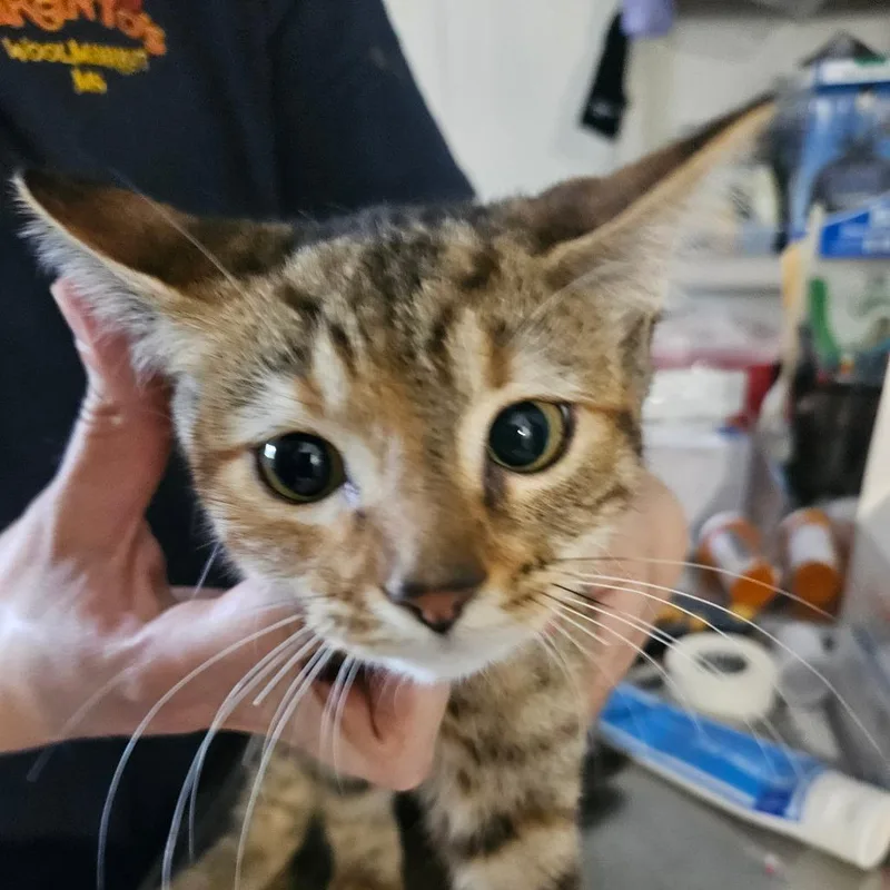 A baby small-sized female Calico Domestic Short Hair cat named Catherine for adoption in Hattiesburg, MS