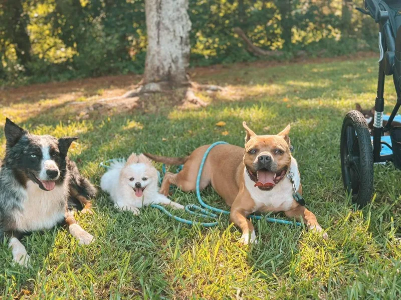 Hilly Aka Opal thumbnail 2