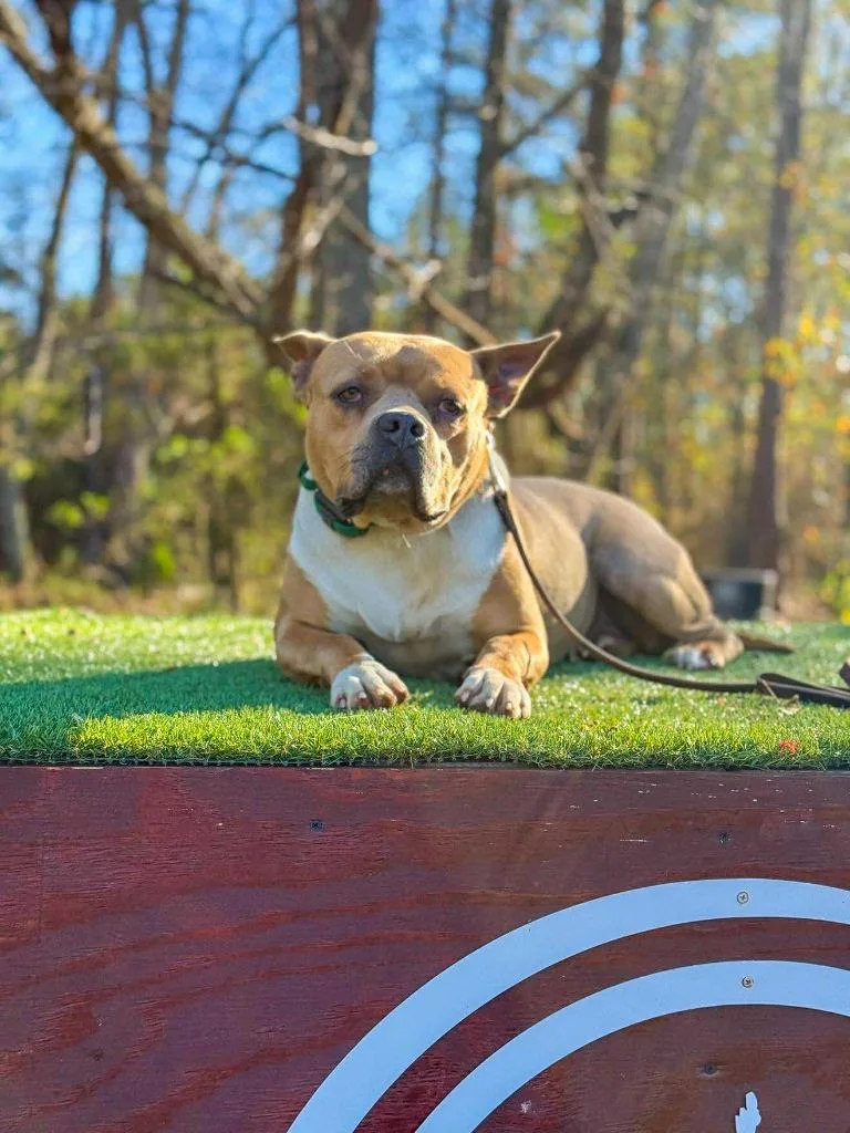 Hilly Aka Opal thumbnail 5