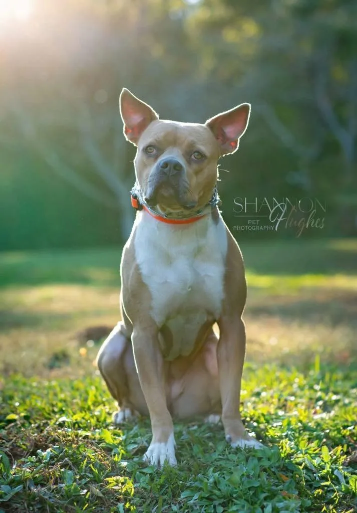 Hilly Aka Opal thumbnail 6