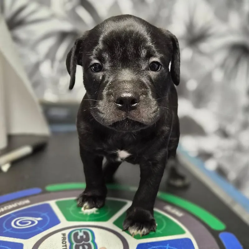 A baby small-sized male Black American Bulldog dog named Dozer for adoption in Wahiawa, HI