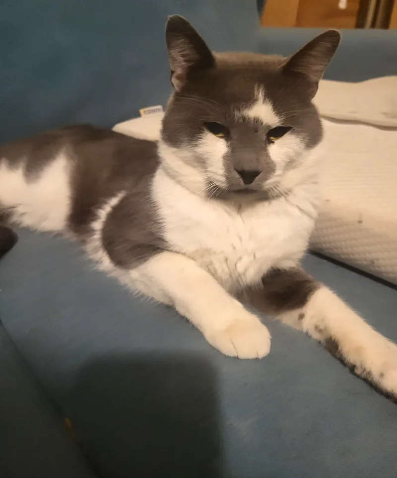 An adult medium-sized male Gray & White American Shorthair cat named Picasso for adoption in Bennington, VT