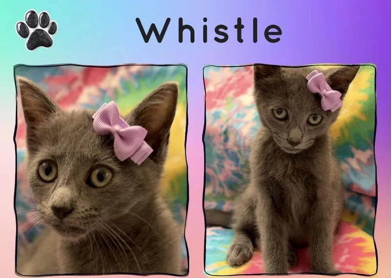 A baby medium-sized female Domestic Short Hair cat named Whistle for adoption in Lincoln, CA