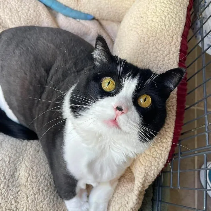 An adult large-sized female Domestic Short Hair cat named Linette for adoption in Winthrop, ME