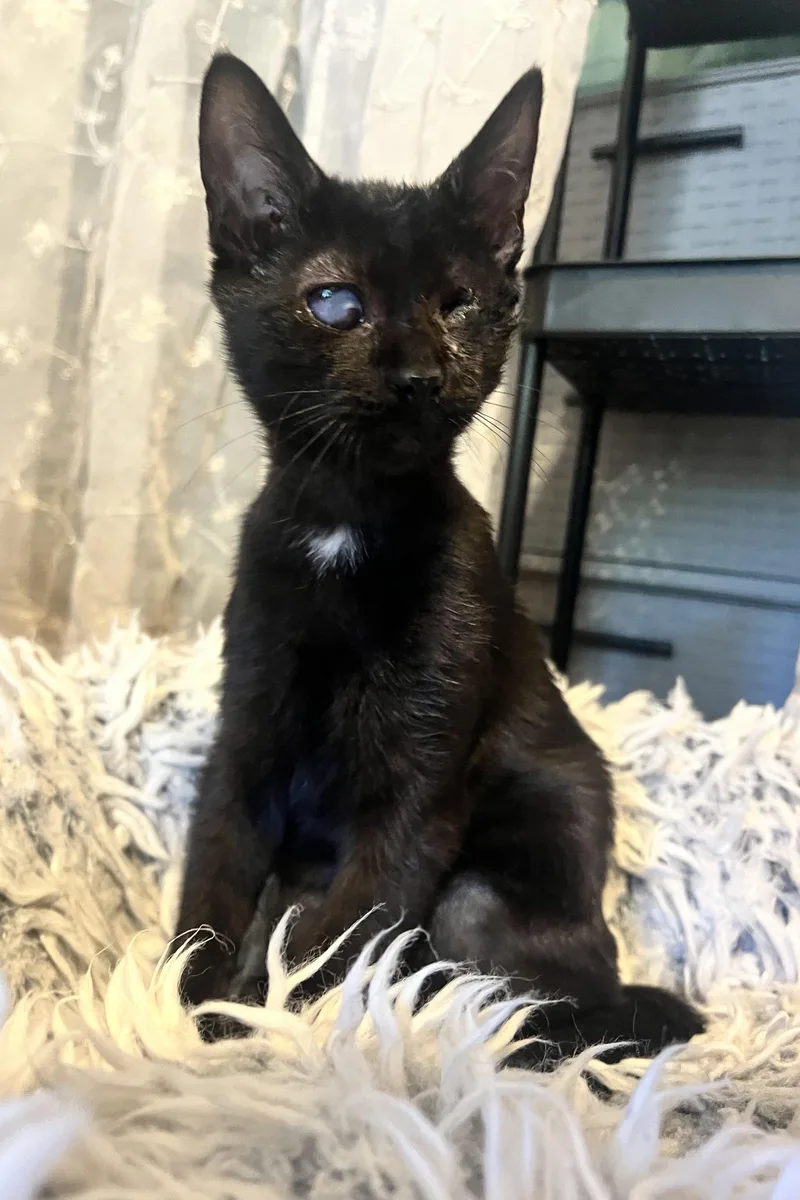 A baby medium-sized male Black Domestic Short Hair cat named Popeye for adoption in Lemoyne, PA