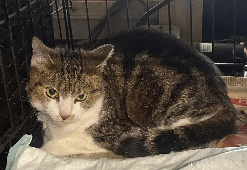 An adult medium-sized female Domestic Short Hair cat named Sport for adoption in Salisbury, NC