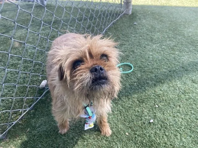 An adult small-sized female Brussels Griffon dog named Violeta for adoption in Phoenix, AZ