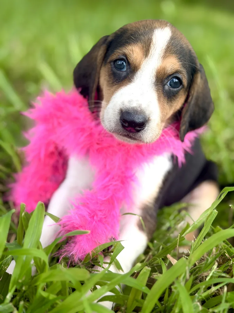 A baby small-sized female Beagle dog named Bonnie Transport for adoption in Gradyville, KY