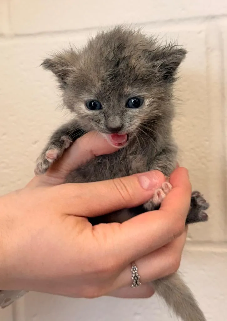 A baby small-sized female Domestic Short Hair cat named Sol for adoption in Defiance, OH