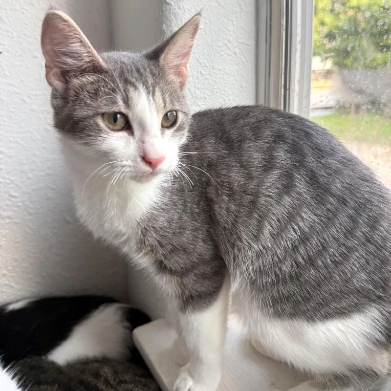A baby medium-sized male Tabby (Gray / Blue / Silver) Domestic Short Hair cat named Lucero for adoption in Houston, TX