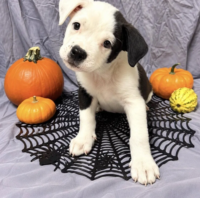 A baby medium-sized female Terrier dog named Biscuit for adoption in Bothell, WA