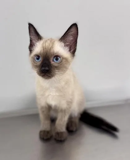 A baby small-sized male Cream Point Domestic Short Hair cat named Feta at PetSmart in for adoption in Bishop, GA