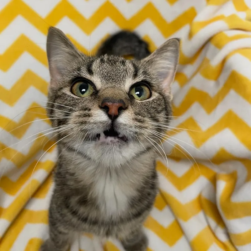 A young small-sized male Brown / Chocolate Domestic Short Hair cat named Tony for adoption in Granby, MO