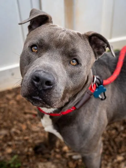 An adult large-sized male Mixed Breed dog named Socket for adoption in Chamblee, GA