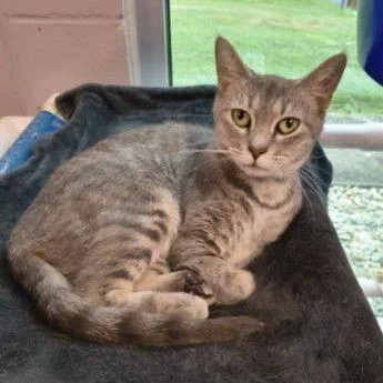A young medium-sized female Gray / Blue / Silver Domestic Short Hair cat named Sylvie for adoption in Middlebury, VT