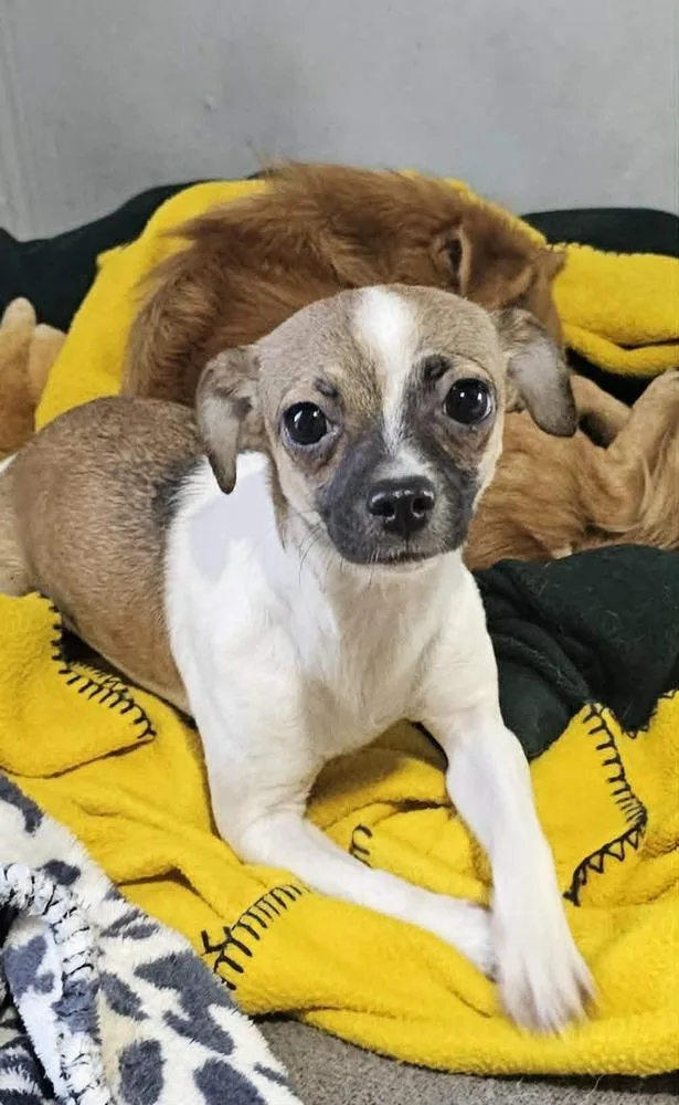 A young small-sized female Chihuahua dog named Squeaker for adoption in Santa Rosa, CA