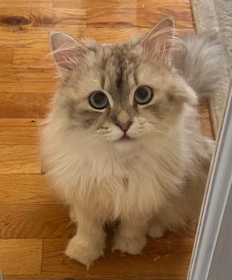 Pico