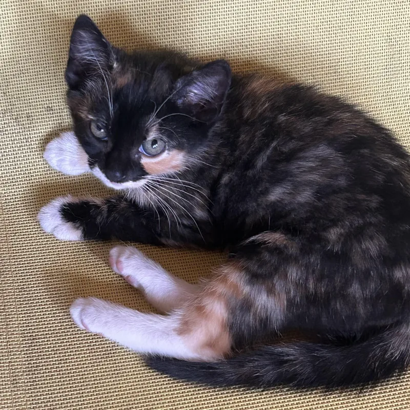 A baby medium-sized female Calico Domestic Short Hair cat named Callie for adoption in Colonia, NJ