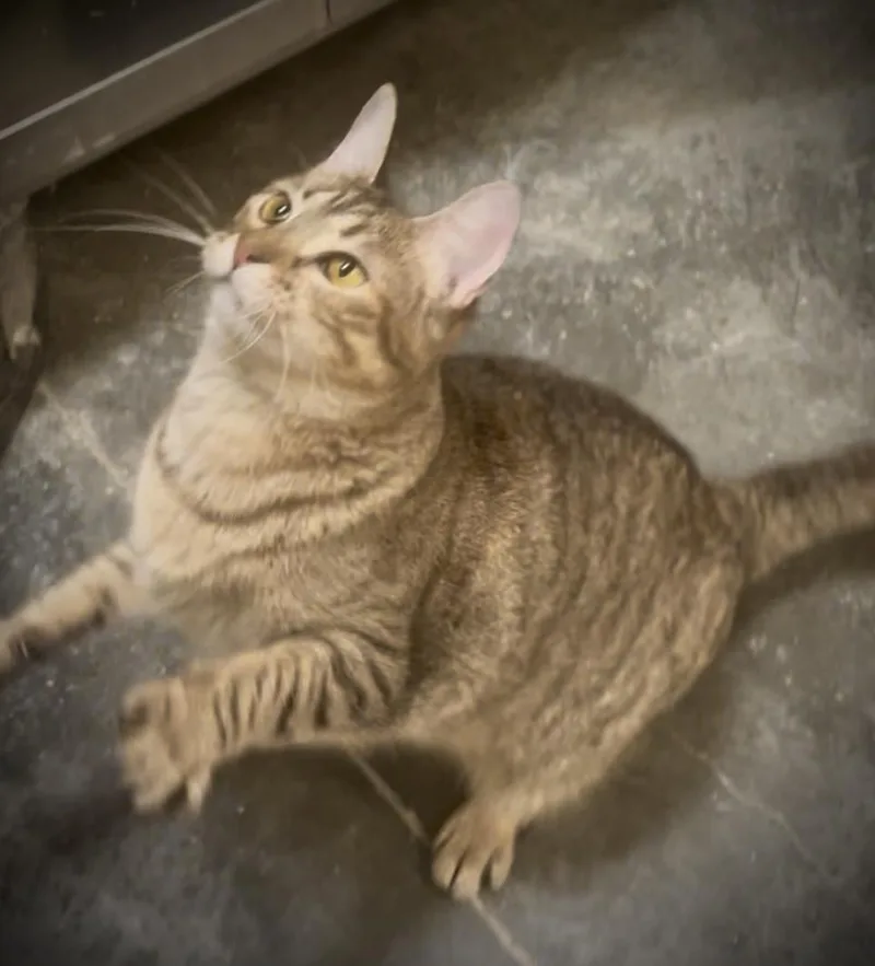 A young medium-sized female Domestic Short Hair cat named Wrenley for adoption in Baton Rouge, LA
