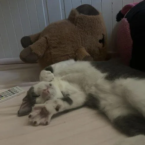 A baby small-sized male Domestic Short Hair cat named Mouse for adoption in Tampa, FL