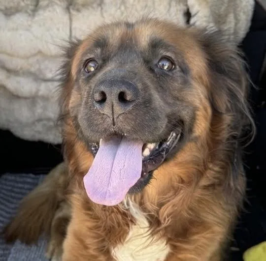 A young medium-sized male Golden Retriever dog named Paddington for adoption in Cumming, GA