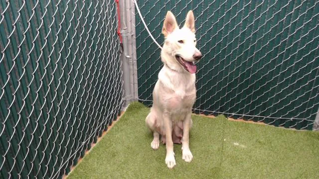 A young medium-sized female Siberian Husky dog named Coka for adoption in Downey, CA