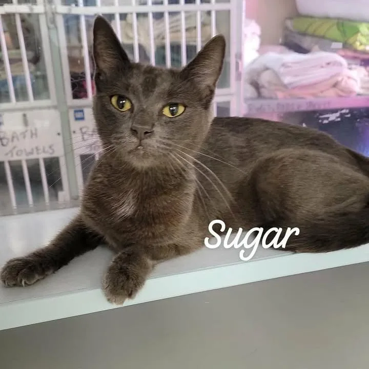 An adult medium-sized female Domestic Short Hair cat named Sugar for adoption in Buchanan Dam, TX