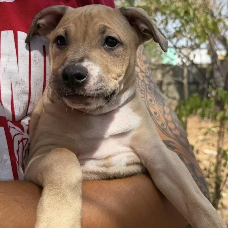 A baby medium-sized female Pit Bull Terrier dog named Poppy for adoption in Krum, TX