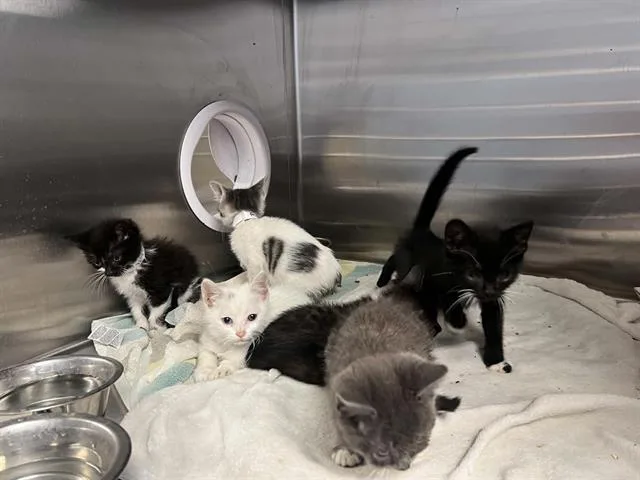 A baby small-sized male Domestic Short Hair cat named Howdy for adoption in Tustin, CA