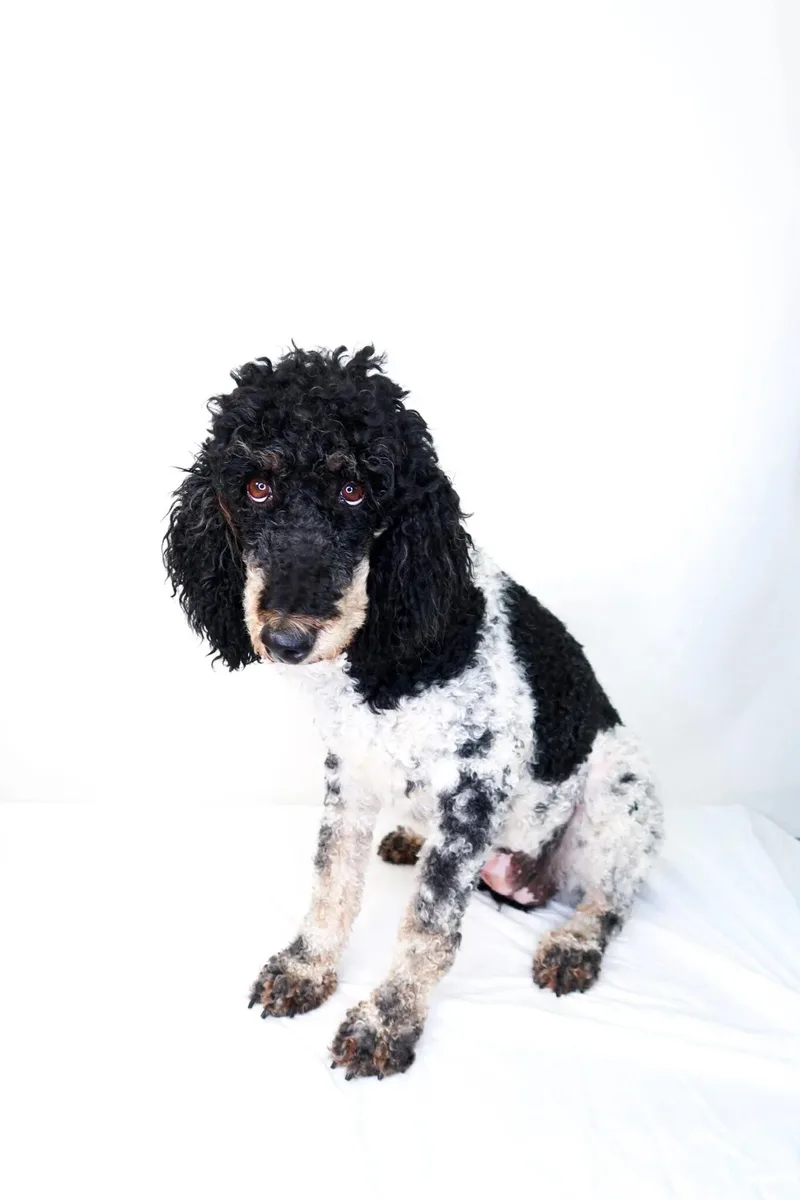 An adult medium-sized female Black Poodle dog named Louisa for adoption in Bixby, OK