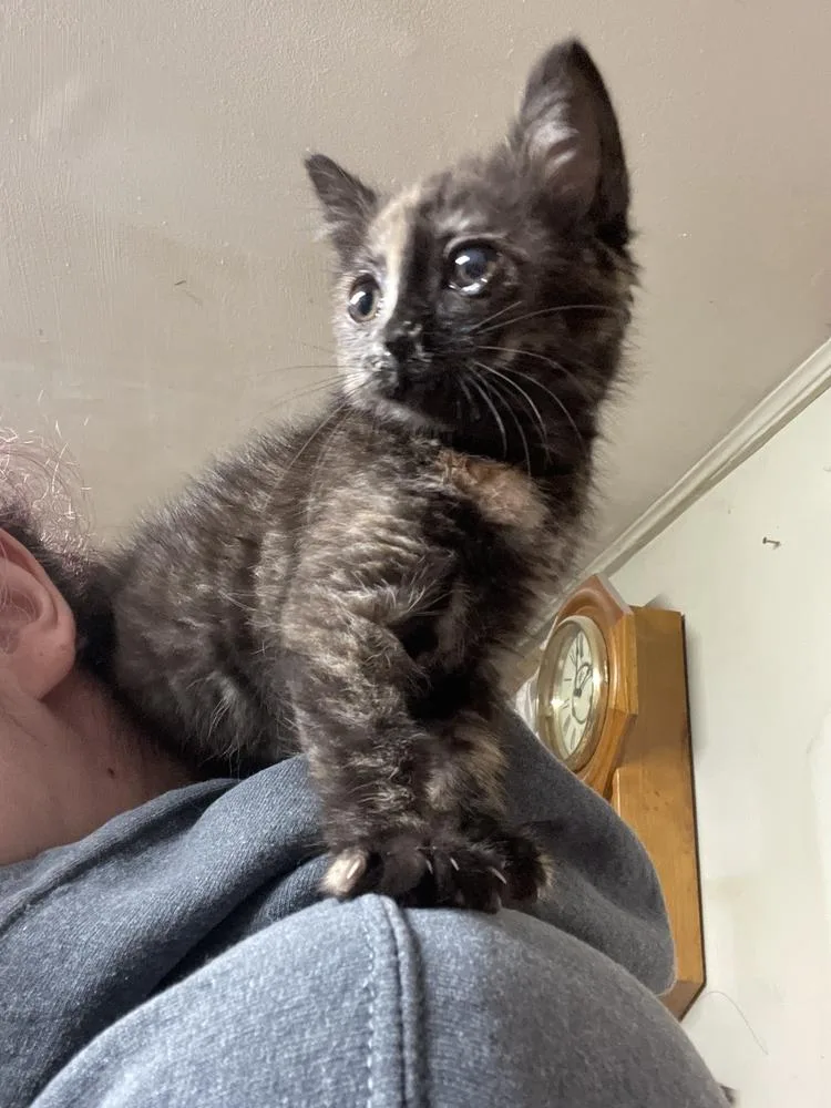 A young small-sized female Domestic Short Hair cat named Autumn for adoption in Olyphant, PA