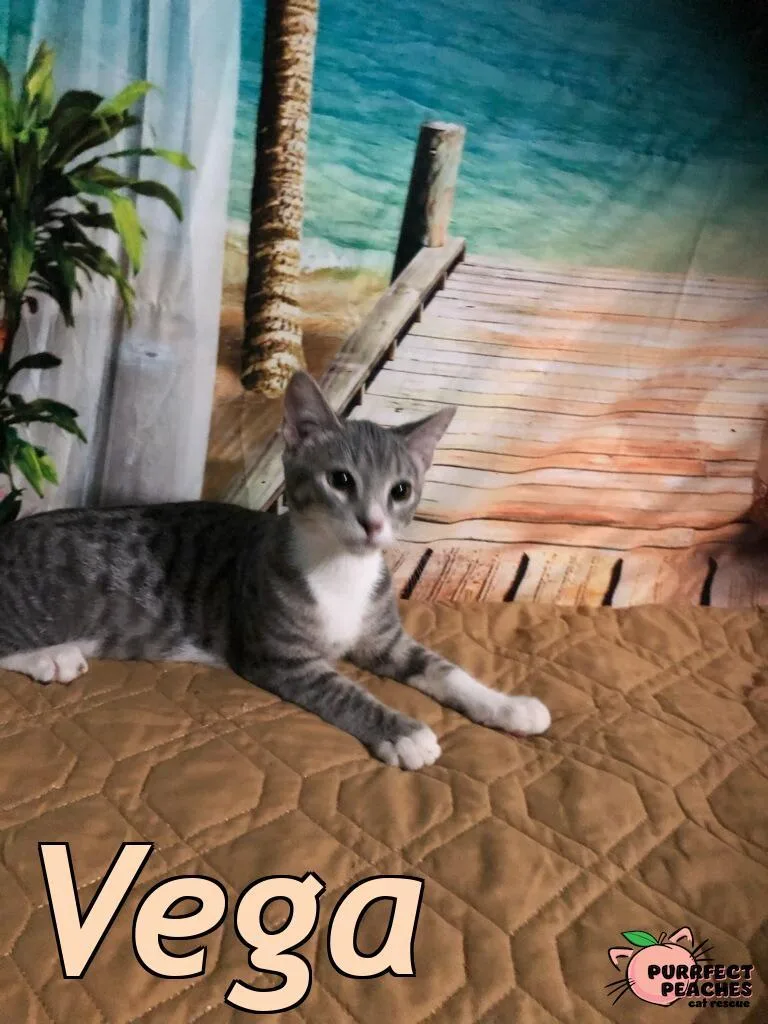 A baby medium-sized female Domestic Short Hair cat named Vega for adoption in Douglasville, GA