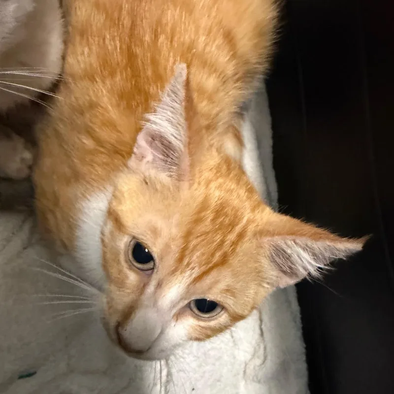 A baby small-sized male Orange / Red Domestic Short Hair cat named Woody for adoption in League City, TX