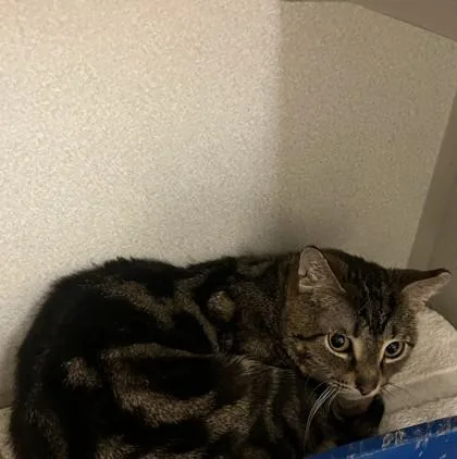 An adult medium-sized male Domestic Short Hair cat named Peeta for adoption in Quakertown, PA