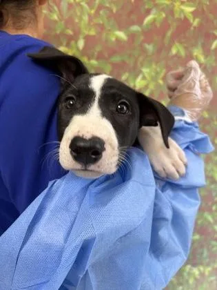 A young small-sized female Retriever dog named Kibbles for adoption in San Antonio, TX