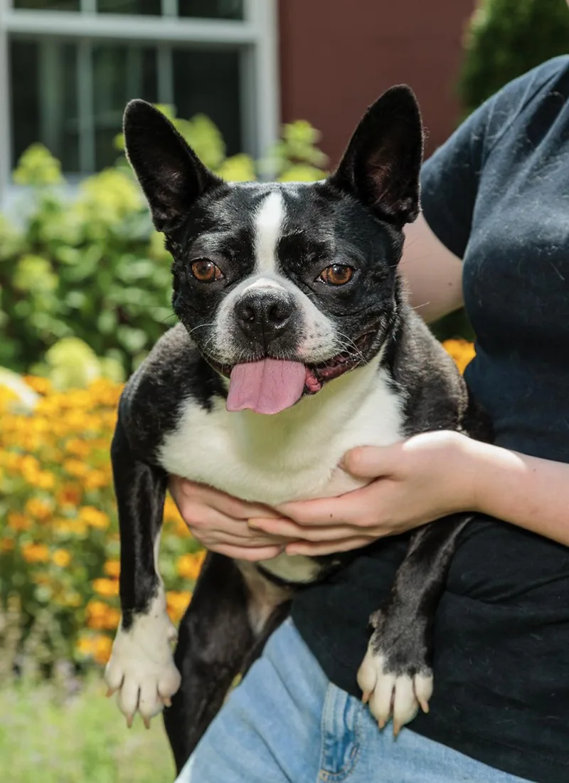 A young small-sized female Boston Terrier dog named Izzy for adoption in Chester Springs, PA
