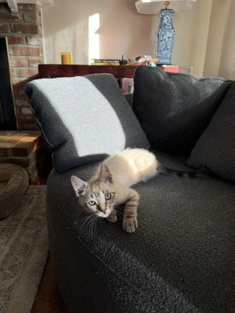 A baby medium-sized male Buff / Tan / Fawn Siamese cat named Benjamin for adoption in Vacaville, CA