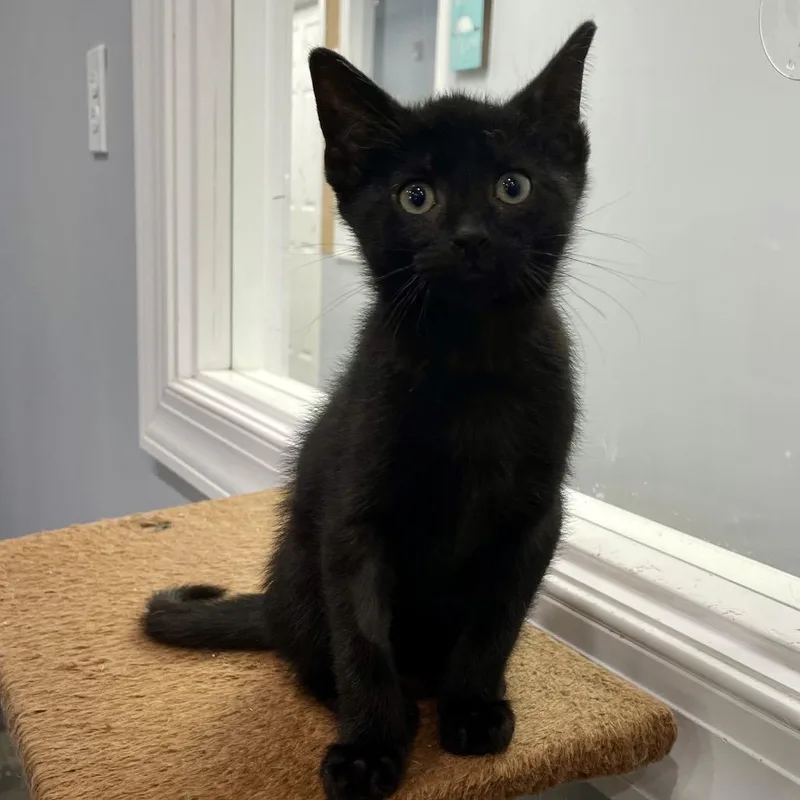 A baby small-sized male Black Domestic Short Hair cat named Ashir for adoption in Fairmont, WV