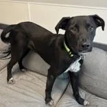 An adult medium-sized male Black Mixed Breed dog named Socks for adoption in Lansing, MI